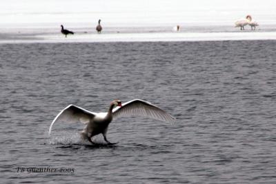 mswan4.jpg