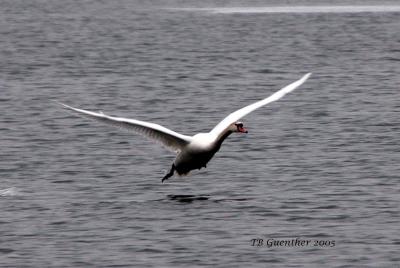mswan5.jpg