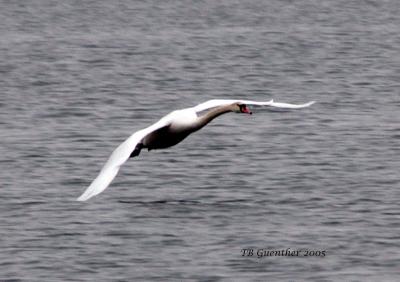 mswan6.jpg
