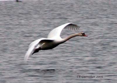 mswan7.jpg