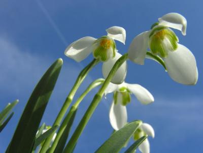 Snowdrops - larger than life