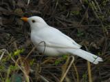 White Blackbird (leucistic)