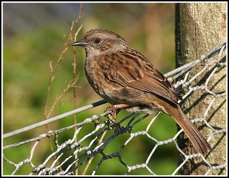Hedge sparrow