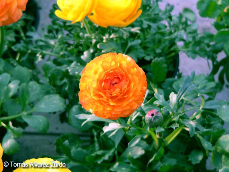 Rannculo (Ranunculus asiaticus)