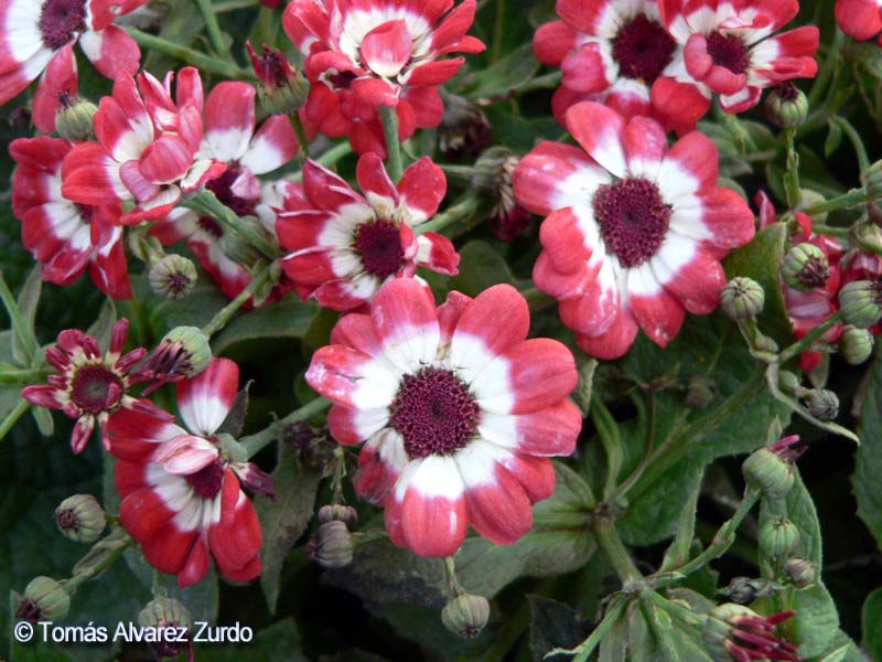 Cineraria