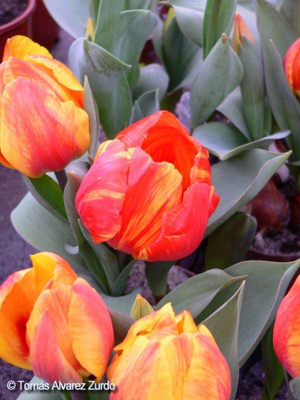 Tulipn (Tulipa gesneriana)