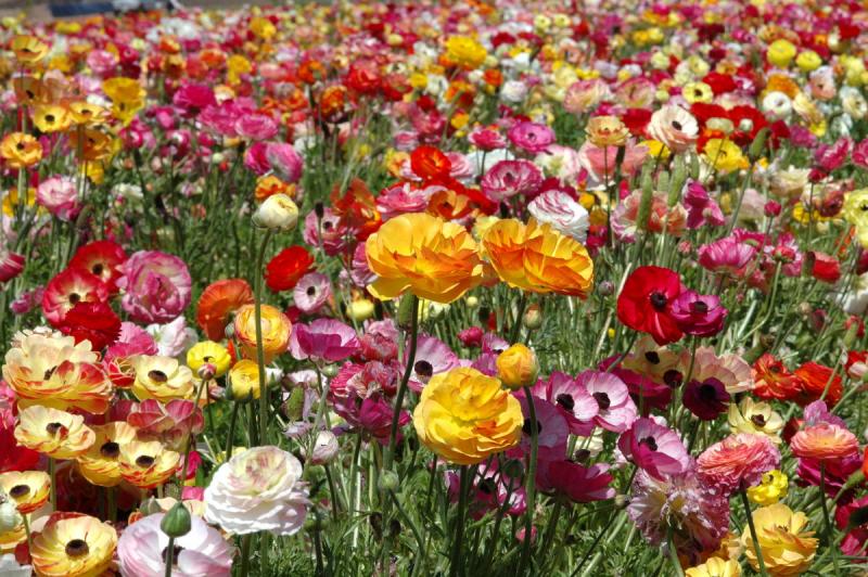 The flower fields at Carlsbad Ranch