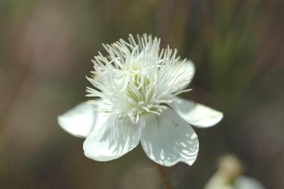 Antelope Valley/Unknow wild flower