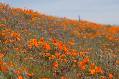 DSC_5725a.jpg