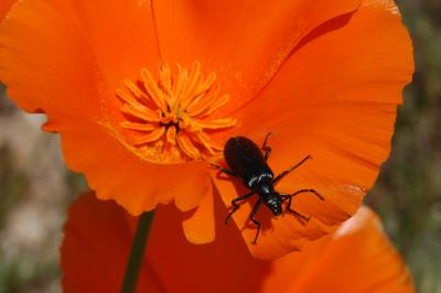 Antelope Valley/Poppy & Bug