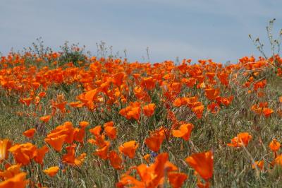 DSC_5698a.jpg