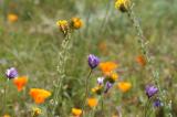 Antelope Valley/Poppy Reserve 1