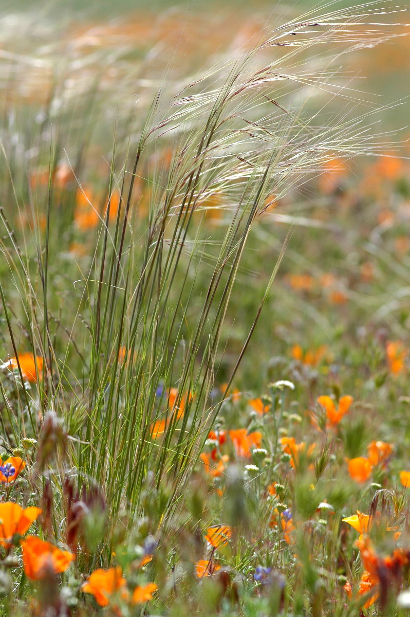 Antelope Valley/Poppy Reserve