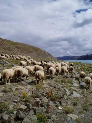 The sheep along the shore of Yamdrok-tso.