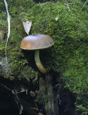 Mushroom on Embankment