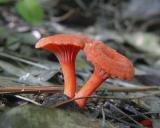 Twin Orange Mushrooms