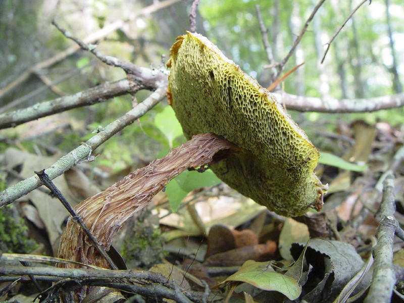 Tree Bark Mushroom