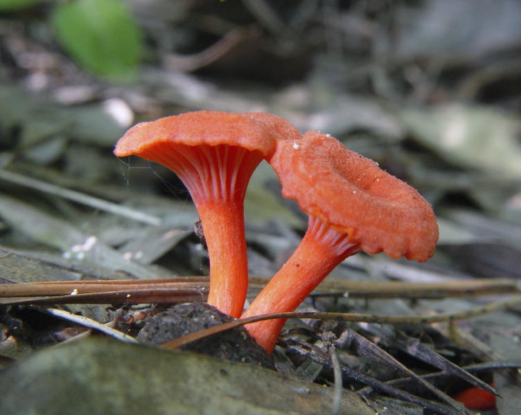 Twin Orange Mushrooms