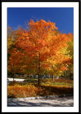 A maple tree in the parking area of The Flume in Franconia Notch State Park, northern New Hampshire.