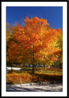 A maple tree in the parking area of The Flume in Franconia Notch State Park, northern New Hampshire.