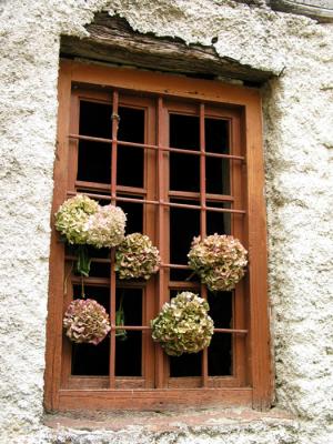 Rhododendron Window