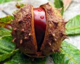 Horse Chestnut