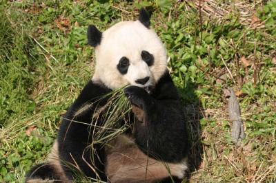 Giant Panda