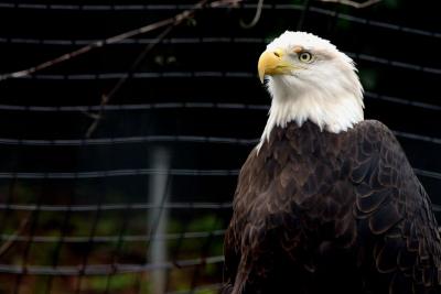 ZOO  IMAGES
