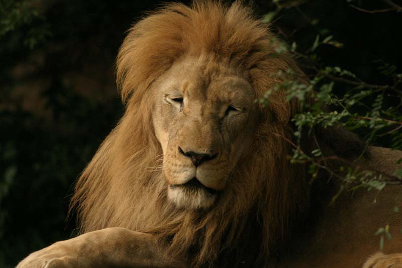 Lion#2