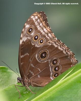Common Morpho #2