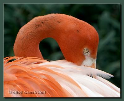 Shy Flamingo