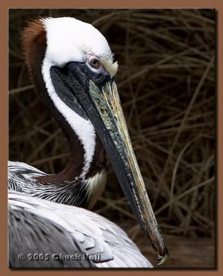 Brown Pelican