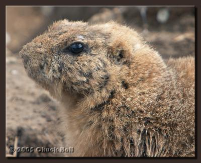 Prairie Dog