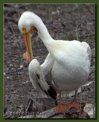 White Pelican