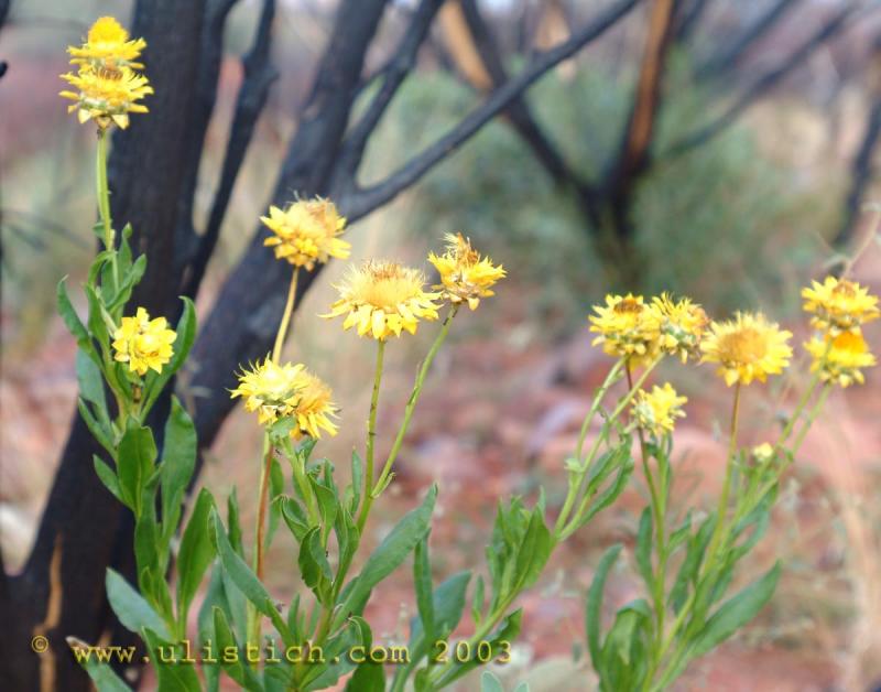 Flowers in the Northern Territory