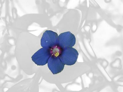 Morrião-azul // Blue Pimpernel (Anagallis arvensis ssp. foemina)