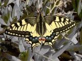 Borboleta cauda-de-andorinha /|\ Swallowtail Butterfly (Papilio machaon)