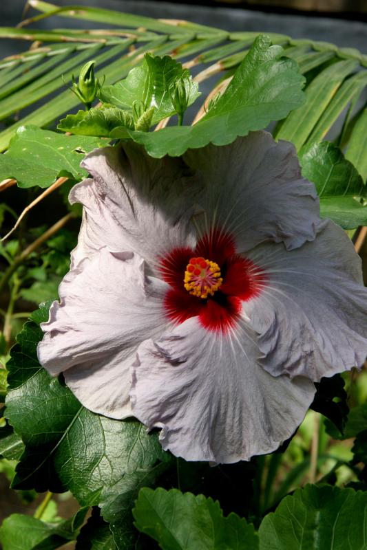 Hibiscus