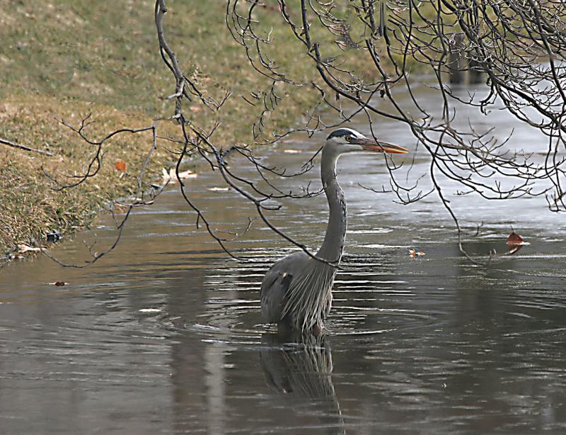 Great Blue Heron Fishing