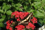 Papilio Cresphontes