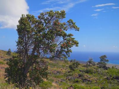 Ohi'a Tree- Volcano National Park #2