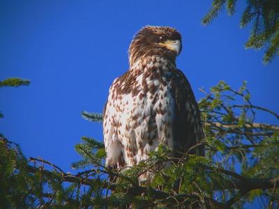 Immature Bald Eagle #1