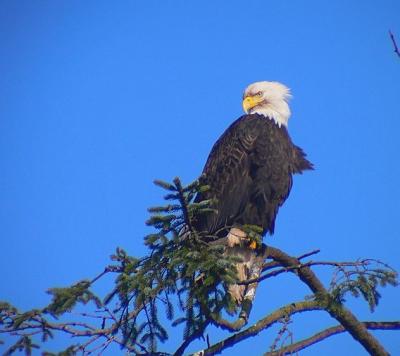 Bald Eagle #1