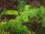 Volcano National Park #4