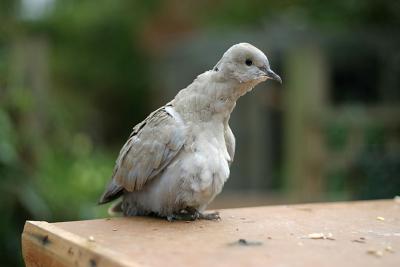 Scruffy dove
