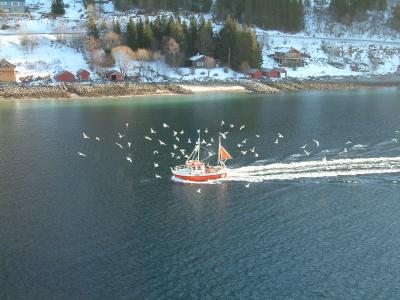 Seagulls fighting for food