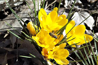 Crocus-Bee 3-21-05 Crop s.jpg