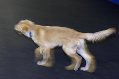 25-MAR-2005 puppy movement
