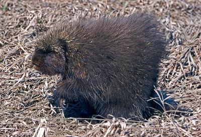 27-MAR-2005 porcupine