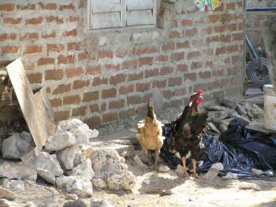 P3240328--Shore Road--Chickens.JPG